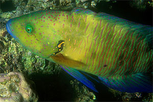 Tordo dalla coda sfrangiata (Cheilinus lunulatus)