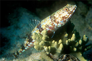 Pesce lucertola variegato (Synodus variegatus)