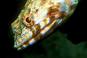 Pesce lucertola variegato (Synodus variegatus)