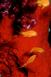 Spugna perforante rossa (Cliona vastifica)