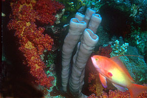 Spugna tropicale tubulare (Syphonochalina syphonella)