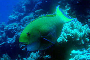 Pesce pappagallo gibboso (Scarus gibbus)