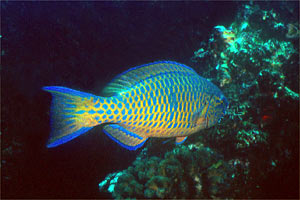 Pesce pappagallo a macche blu (Scarus ghobban)