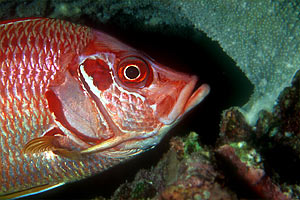 Pesce scoiattolo spinoso (Sargocentron spiniferum)