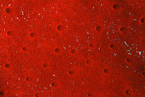 Spugna perforante rossa (Cliona vastifica)
