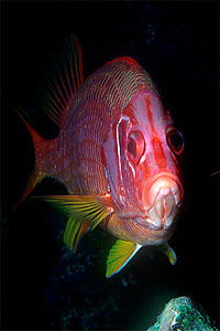 Pesce scoiattolo spinoso (Sargocentron spiniferum)