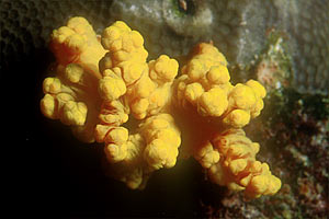 Spugna  tropicale gialla (n.d. n.d.)