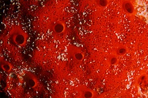 Spugna perforante rossa (Cliona vastifica)