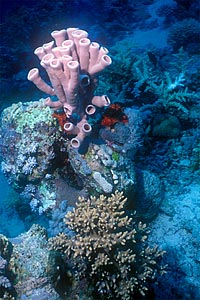 Ambiente tropicale mar rosso ( )