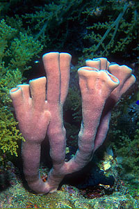 Spugna tropicale tubulare (Syphonochalina syphonella)