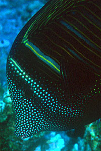 Pesce chirurgo zebra (Zebrasoma desjardinii)