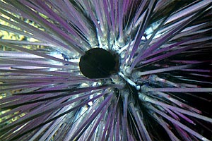 Riccio diadema (Diadema setosum)