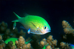 Castagnola verde (Chromis viridis)