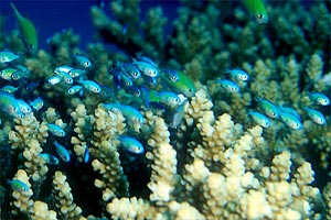 Castagnola verde (Chromis viridis)