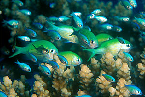Castagnola verde (Chromis viridis)