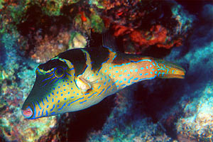 Pesce palla coronato (Canthigaster coronata)
