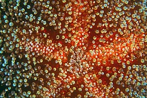 Riccio velenoso (Asthenosoma varium)