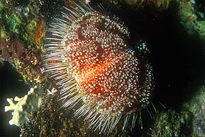 Riccio velenoso (Asthenosoma varium)