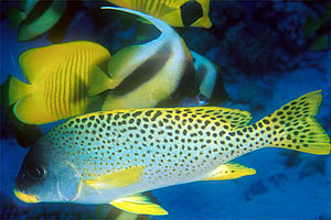 Gaterino tropicale (Plectorhinchus gaterinus)