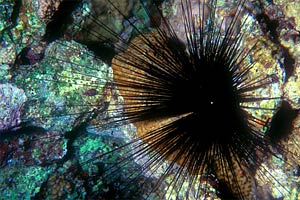 Riccio diadema (Diadema setosum)