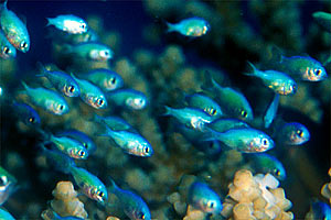 Castagnola verde (Chromis viridis)