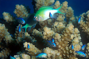 Castagnola verde (Chromis viridis)