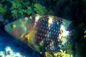 Tordo  monofasciato (Oxycheilinus unifasciatus)