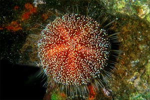 Riccio velenoso (Asthenosoma varium)