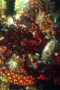 Pesce scorpione tassellato (Scorpaenopsis oxycephalus)