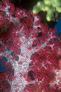 Alcionario di Kluzinger (Dendronephthya klunzingeri)