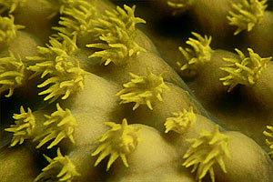 Alcionario (Sarcophyton trocheliophorum)