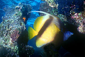 Pesce farfalla virgola (Heniochus intermedius)