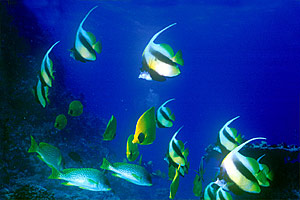 Pesce farfalla virgola (Heniochus intermedius)