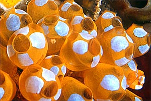 Ascidietta giallo-bianco (Clavelina diminuta)