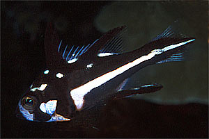 Azzannatore scuro (Macolor macularis)