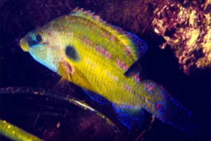 Tordo pavone (Symphodus tinca)