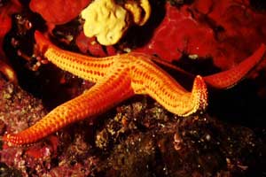 Stella arancio (Hacelia attenuata)