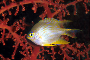 Castagnola dorata (Amblyglyphidodon aureus)