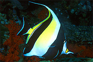 Idolo moresco (Zanclus cornutus)