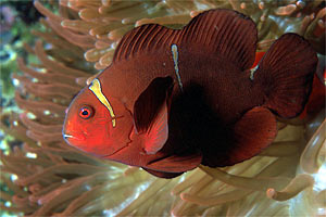 Pesce pagliaccio spinoso (Premnas biaculeatus)