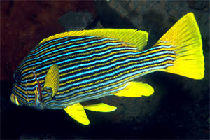 Gaterino tropicale striato (Plectorhinchus polytaenia)