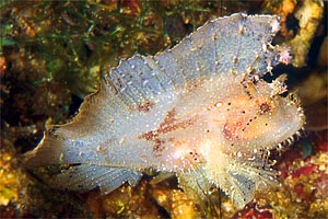 Pesce foglia (Taenianotus triacanthus)