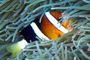 Pagliaccio di clark (Amphyprion clarkii)