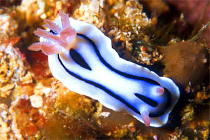 Chromodoris (Chromodoris lochi)