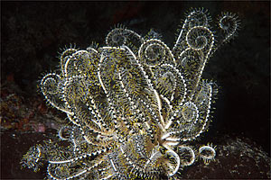 Crinoide (Comantheria n.d.)