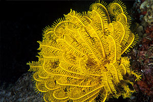 Crinoide Giallo (Comanthina schlegeli)