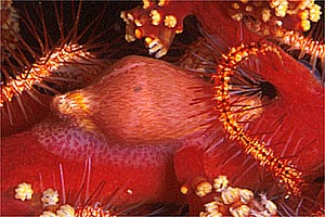 Ciprea rosa della gorgonia (Dentiovula dorsuosa)