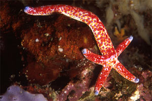 Stella marina rosso e bianca (Linkia multifora)