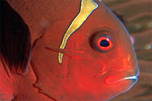 Pesce pagliaccio spinoso (Premnas biaculeatus)