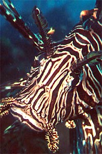 Pesce cobra (Pterois miles)